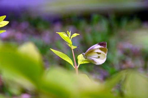 環(huán)境監(jiān)測(cè)公司如何打出聲勢(shì)，塑造品牌？