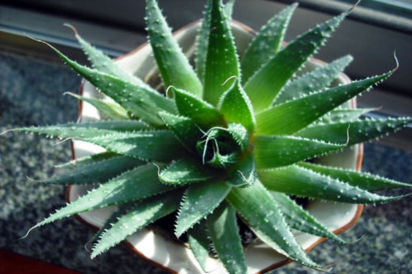 蘆薈能進行空氣質(zhì)量實時監(jiān)測？