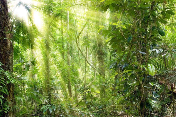 哪些植物可以作為環(huán)境監(jiān)測(cè)的指示物？